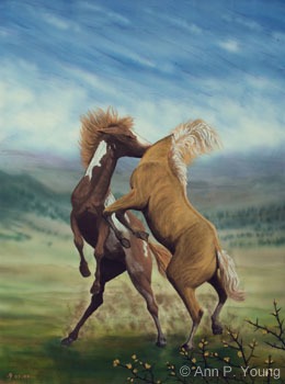 stallions
